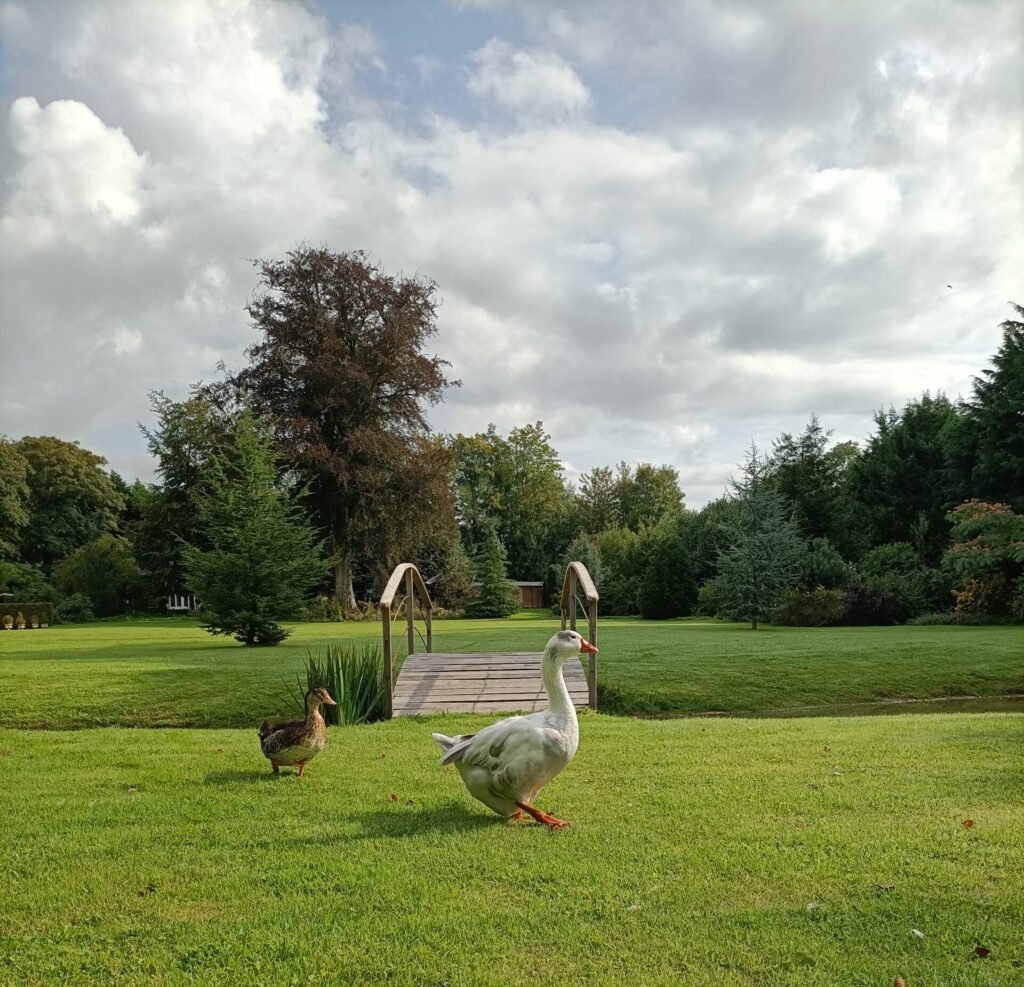 Thérapie en pleine nature